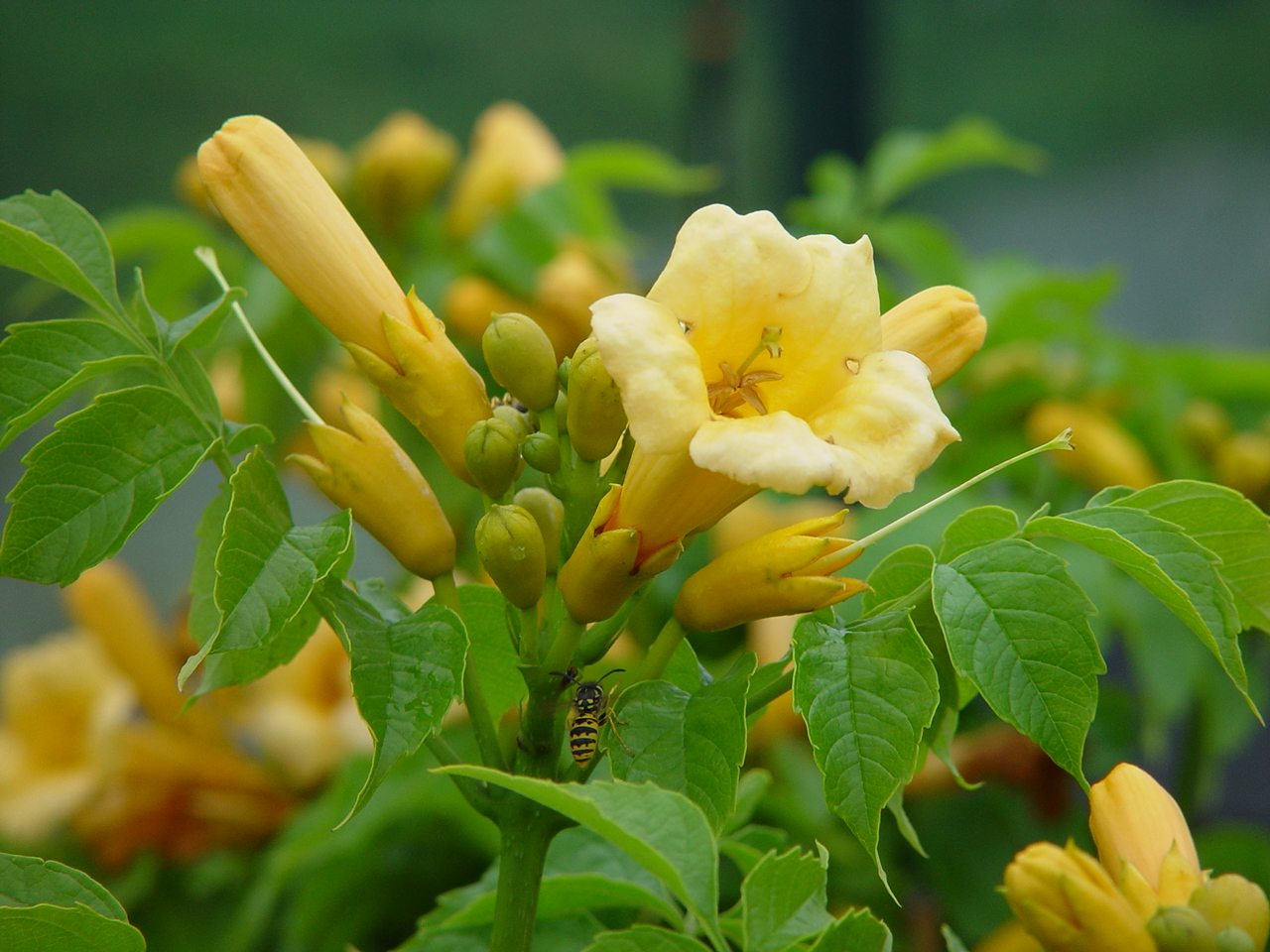 Campsis radicans f. flava